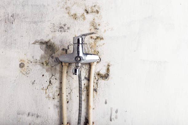 Best Basement Mold Remediation in Donna, TX