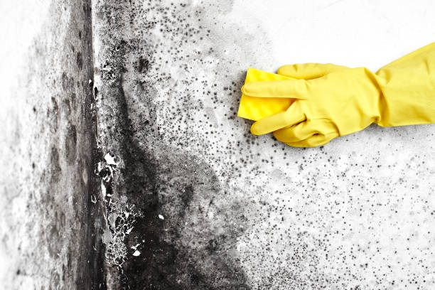 Professional Mold Remediation in Donna, TX