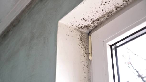Trusted Donna, TX Mold Remediation Experts