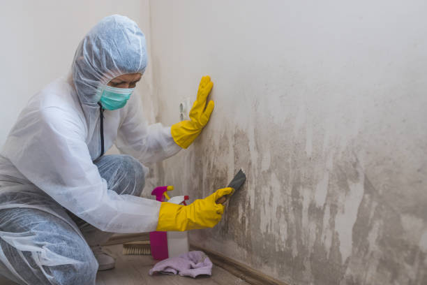 Best Black Mold Remediation in Donna, TX