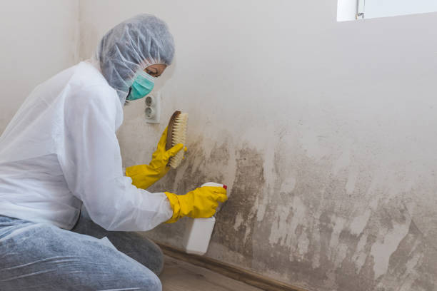 Best Black Mold Remediation in Donna, TX