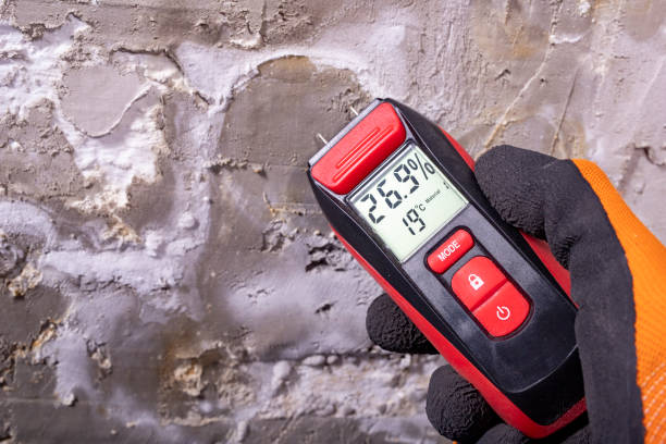 Best White Mold Remediation in Donna, TX