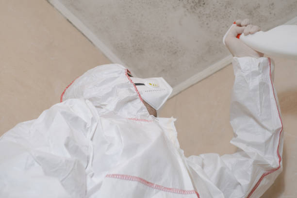 Best Industrial Mold Remediation in Donna, TX