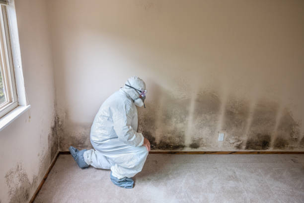 Best Kitchen Mold Remediation in Donna, TX