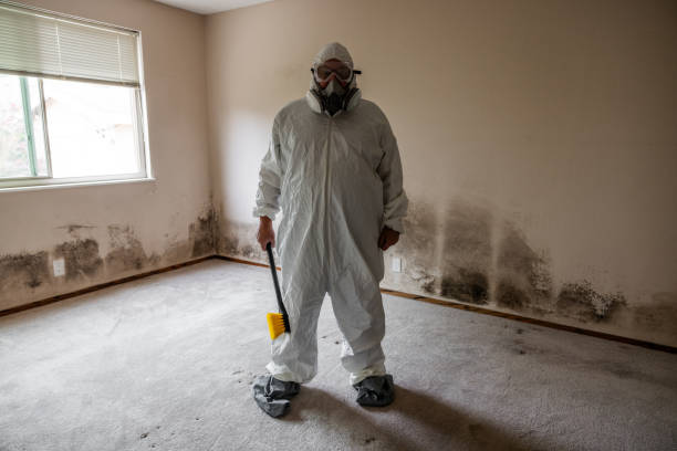 Best Commercial Mold Remediation in Donna, TX