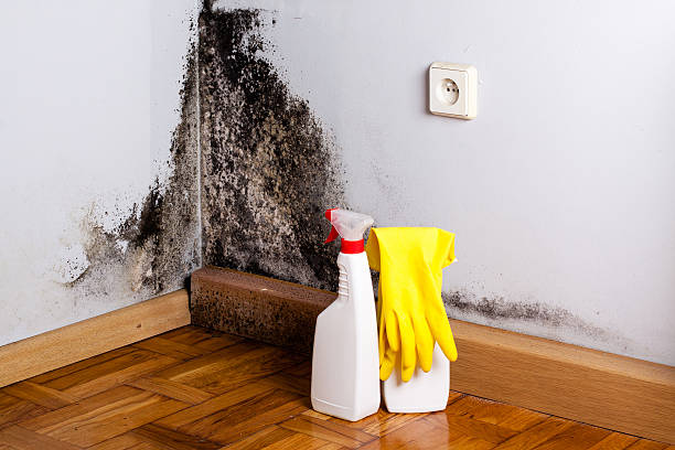 Best Kitchen Mold Remediation in Donna, TX