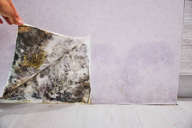 Best Bathroom Mold Remediation in Donna, TX